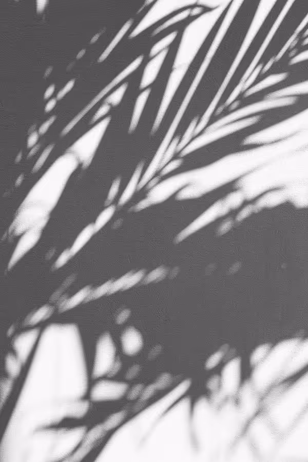 PALM TREE SHADOW